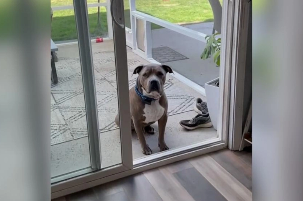 Durable pet-resistant screen door installed on a Plano, TX home by Windows And Doors Repair LLC, keeping pets safely inside.